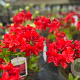 Azalea (KH) 'Nabucco' 20-25 cm 3,0L
