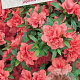 Azalea (J) 'Rex' 20-25 cm 2,0L
