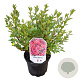 Azalea (J) 'Silvester' 20-25 cm 2,0L