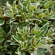 Azalea (J) 'Silver Sword' 25-30 cm 4,0L
