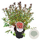 Azalea (J) 'Stewartstown' 20-25 cm 2,0L