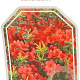 Azalea (J) 'Stewartstown' 25-30 cm 4,0L