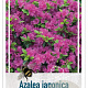 Azalea (J) 'Takako' 25-30 cm 4,0L