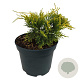Juniperus media 'Old Gold' 25-30 cm 2,0L