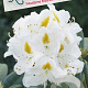 Rhododendron 'Madame Masson' 30-40 cm 5,0L struik