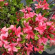 Rhododendron viscosum 40+ 5,0L