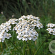 Achillea millefolium GM P13 Biologisch