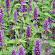 Agastache 'After Eight' GM P13 Biologisch