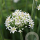 Allium tuberosum GM P13 Biologisch