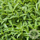 Artemisia dracunculus GM P13 Biologisch