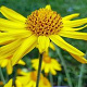 Arnica montana GM P13 Biologisch