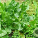 Armoracia rusticana GM P13 Biologisch
