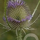 Dipsacus fullonum GM P13 Biologisch