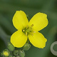Diplotaxis tenuifolia GM P13 Biologisch