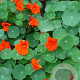 Tropaeolum majus GM P13 Biologisch