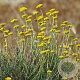 Helichrysum italicum GM P13 Biologisch