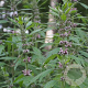 Leonorus candiaca GM P13 Biologisch