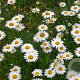 Leucanthemum vulgare GM P13 Biologisch
