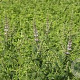 Mentha arvensis strawberry GM P13 Biologisch