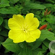 Oenothera biennis GM P13 Biologisch