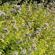 Origanum vulg. 'Thumble's Variety' GM P13 Biologisch