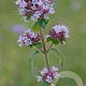 Origanum vulgare GM P13 Biologisch