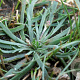 Plantago coronopus GM P13 Biologisch