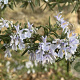 Rosmarinus off. 'Taylor's Blue' GM P13 Biologisch