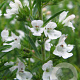 Satureja montana GM P13 Biologisch