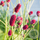 Sanguisorba officinalis GM P13 Biologisch