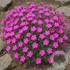 Saponaria ocymoides GM P13 Biologisch