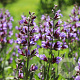 Salvia officinalis GM P13 Biologisch
