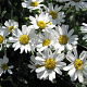 Tanacetum balsamita GM P13 Biologisch