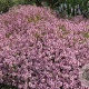 Thymus serpyllum GM P13 Biologisch
