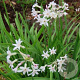 Tulbaghia violacea GM P13 Biologisch