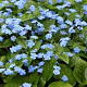 Omphalodes verna GM P9