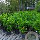 Prunus I. 'Rotundifolia' 60-80 cm 5,0L