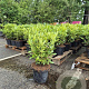 Rhododendron 'Cunningham's White' 60-80 cm 10L