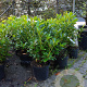 Rhododendron 'Cunningham's White' 60-80 cm 10L