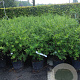 Spiraea cinerea 'Grefsheim' 40-60 cm 5,0L