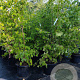 Tilia cordata 175-200 cm 35L