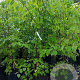 Tilia cordata 175-200 cm 35L