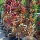 Acer pal. 'Atropurpureum' 175-200 cm 35L