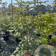 Acer pal. 'Osakazuki' 150-175 cm 35L