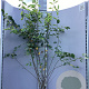 Amelanchier lamarckii 125-150 cm 10L