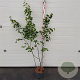 Amelanchier lamarckii 125-150 cm 10L