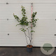 Amelanchier lamarckii 125-150 cm 10L