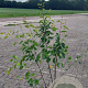 Amelanchier lamarckii 125-150 cm 10L
