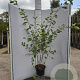Amelanchier lamarckii 125-150 cm 10L
