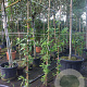 Lonicera henryi 150-175 cm vierkant rond 5,5L
